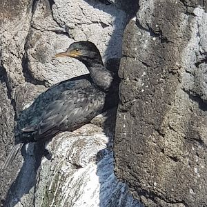 Juvenile Pitt Island Shag (Phalacrocorax featherstoni) 2020