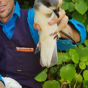Chatham Petrel (Pterodroma axillaris) 2020