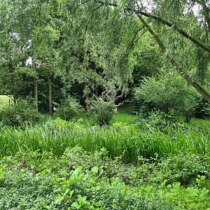 European crane and European white stork enclosure