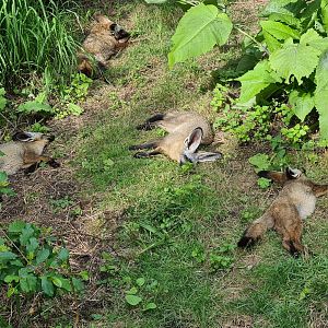 Bat-eared foxes
