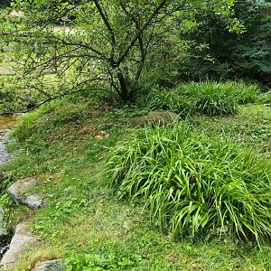 European mink enclosure
