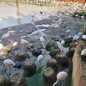 Nesting cattle egrets, Nesting flamingos