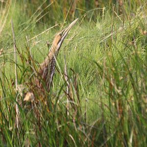 American Bittern