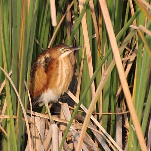 Least Bittern