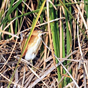 a second Least Bittern