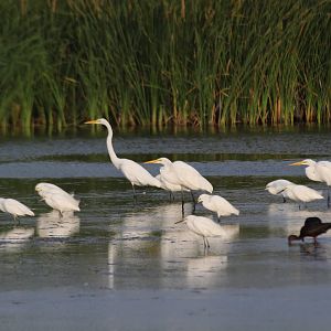 Great Egret, Snowy Egret, & White-faced Ibis