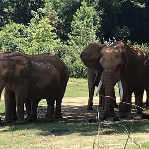 C'sar, Rafiki, Tonga, Batir, and Rkanda