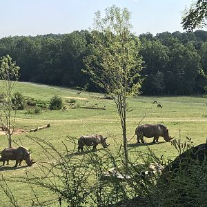 Watani Grasslands Rhinos and Antelope