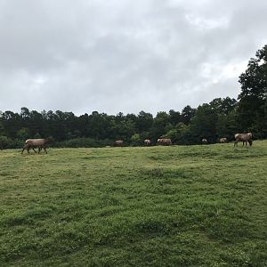 Elk Herd