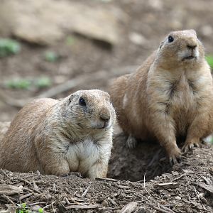 Black-tailed Prairie Dogs at Cotswold Wildlife Park 3/8/21