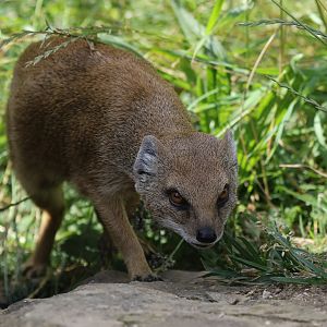 Yellow Mongoose at Cotswold Wildlife Park 3/8/21