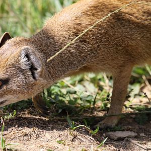 Yellow Mongoose at Cotswold Wildlife Park 3/8/2021