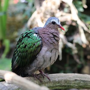Emerald Dove at Cotswold Wildlife Park 3/8/2021