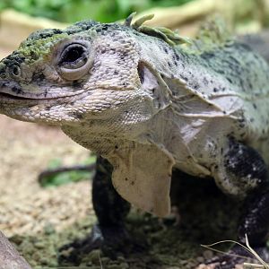 Utila Spiny-tailed Iguana at Cotswold Wildlife Park 3/8/2021