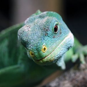 Fiji Banded Iguana at Cotswold Wildlife Park 3/8/2021