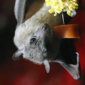 Egyptian Fruit Bat at Cotswold Wildlife Park 3/8/2021