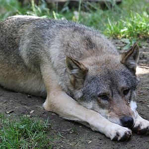 Eurasian Wolf at Cotswold Wildlife Park 3/8/2021