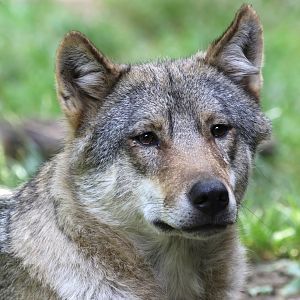 Eurasian Wolf at Cotswold Wildlife Park 3/8/2021