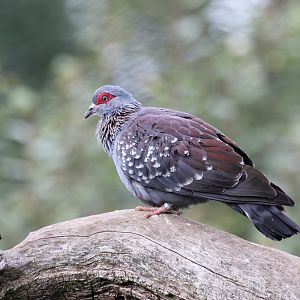 Speckled Pigeon at Cotswold Wildlife Park 3/8/2021