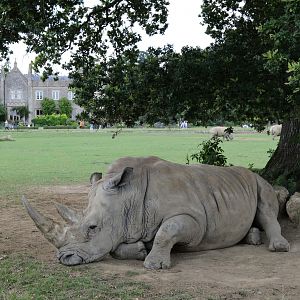 Southern White Rhino and enclosure at Cotswold Wildlife Park 3/8/2021