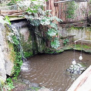 Waterfall in Tropical Hall