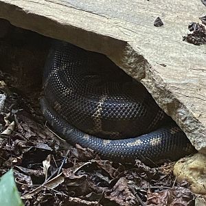 Angolan Python (Python anchietae)