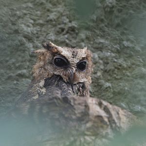 Philippine scops owl [2019]
