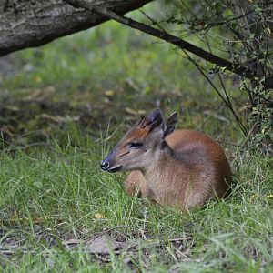 Red forest duiker [2019]