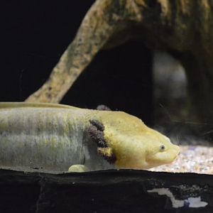 Lake Patzcuaro salamander [2019]