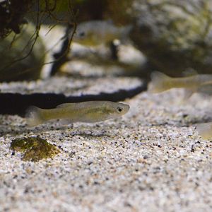 Bermuda killifish [2019]