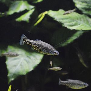 Butterfly goodeid [2019]