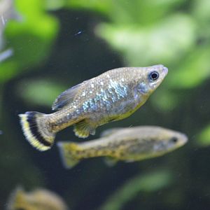 Butterfly goodeid [2019]