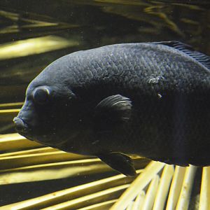 Pinstripe damba [2019]