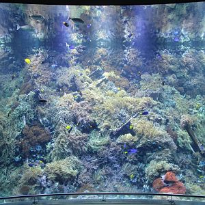 Coral reef aquarium