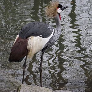 Grey-crowned Crane - Zooparc de Beauval - 03/2013