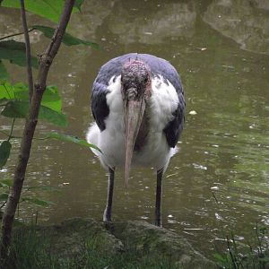 Marabou Stork - Zooparc de Beauval - 07/2020