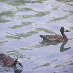 White-faced Whistling Ducks - Zooparc de Beauval - 08/2019