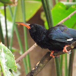 Green Woodhoopoe - Zooparc de Beauval - 06/2014