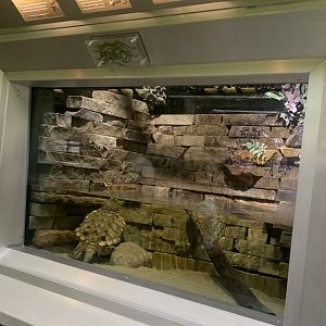 Aug. 2021- Alligator snapping turtle display