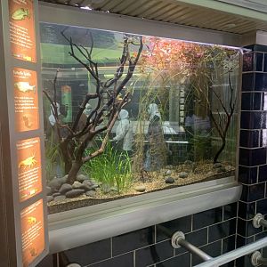 Aug. 2021- Butterfly splitfin and Mexican dwarf crayfish