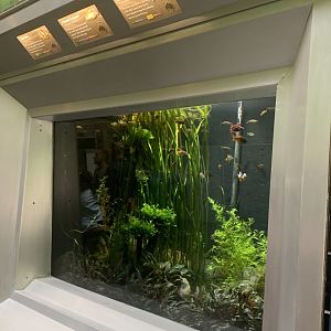 Aug. 2021- Tropical display tank