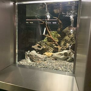 Aug. 2021- Soda cichlid tank