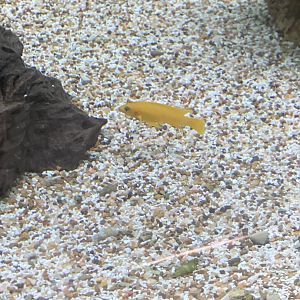 Aug. 2021- Lemon cichlid
