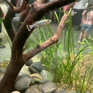 Aug. 2021- Butterfly splitfin