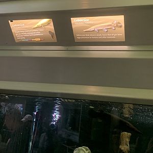 Aug. 2021- Typical signage (and Cuban gar)