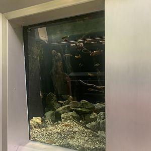 Aug. 2021- Lake Bermin tilapia display