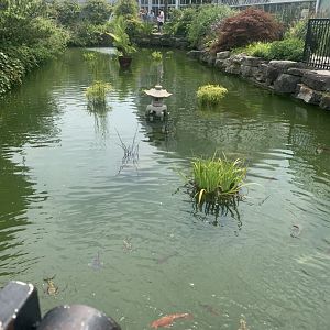 Aug. 2021- Koi pond