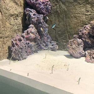 Aug. 2021- Spotted garden eels and Green chromis