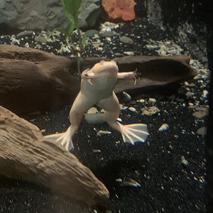 Aug. 2021- Albino African clawed frog