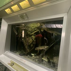 Aug. 2021- Bichir display